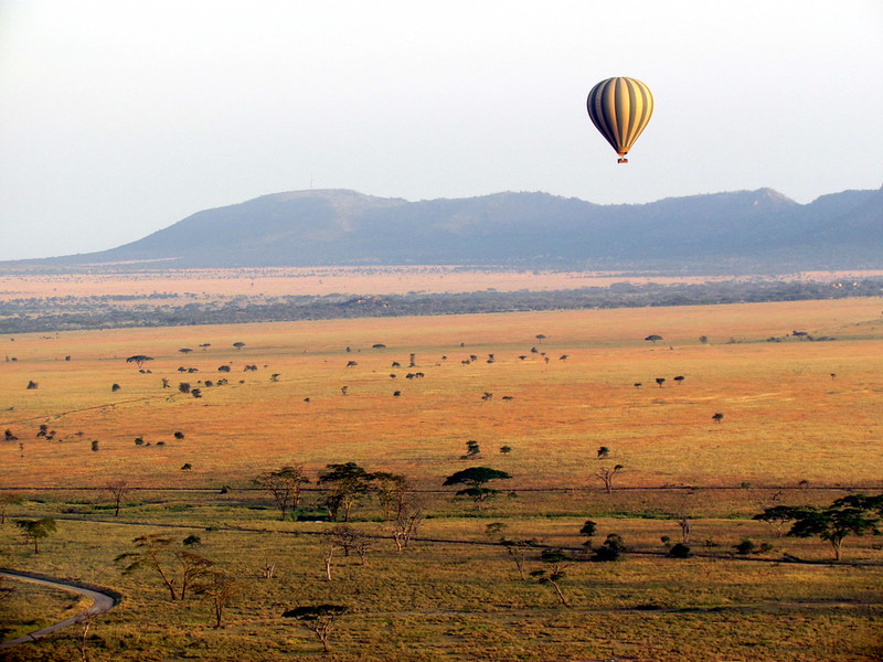 Wildebeest crossing the savanna during the Great Migration in the Serengeti Skies safari package.